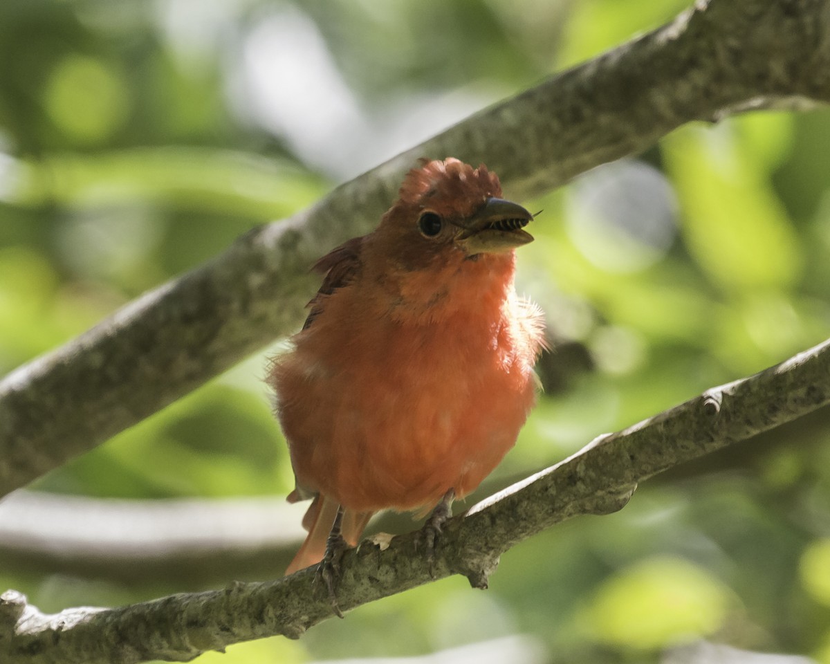 Piranga Roja - ML253895621