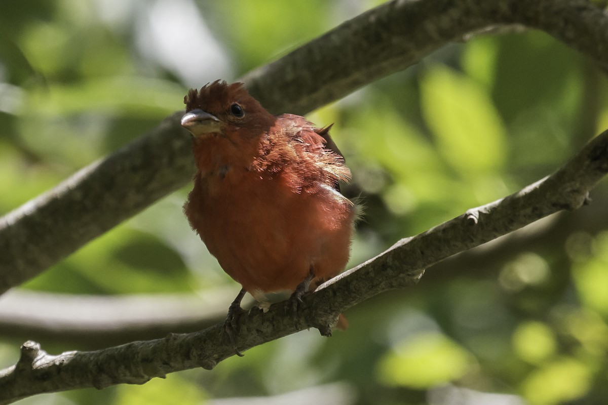 Piranga Roja - ML253895631