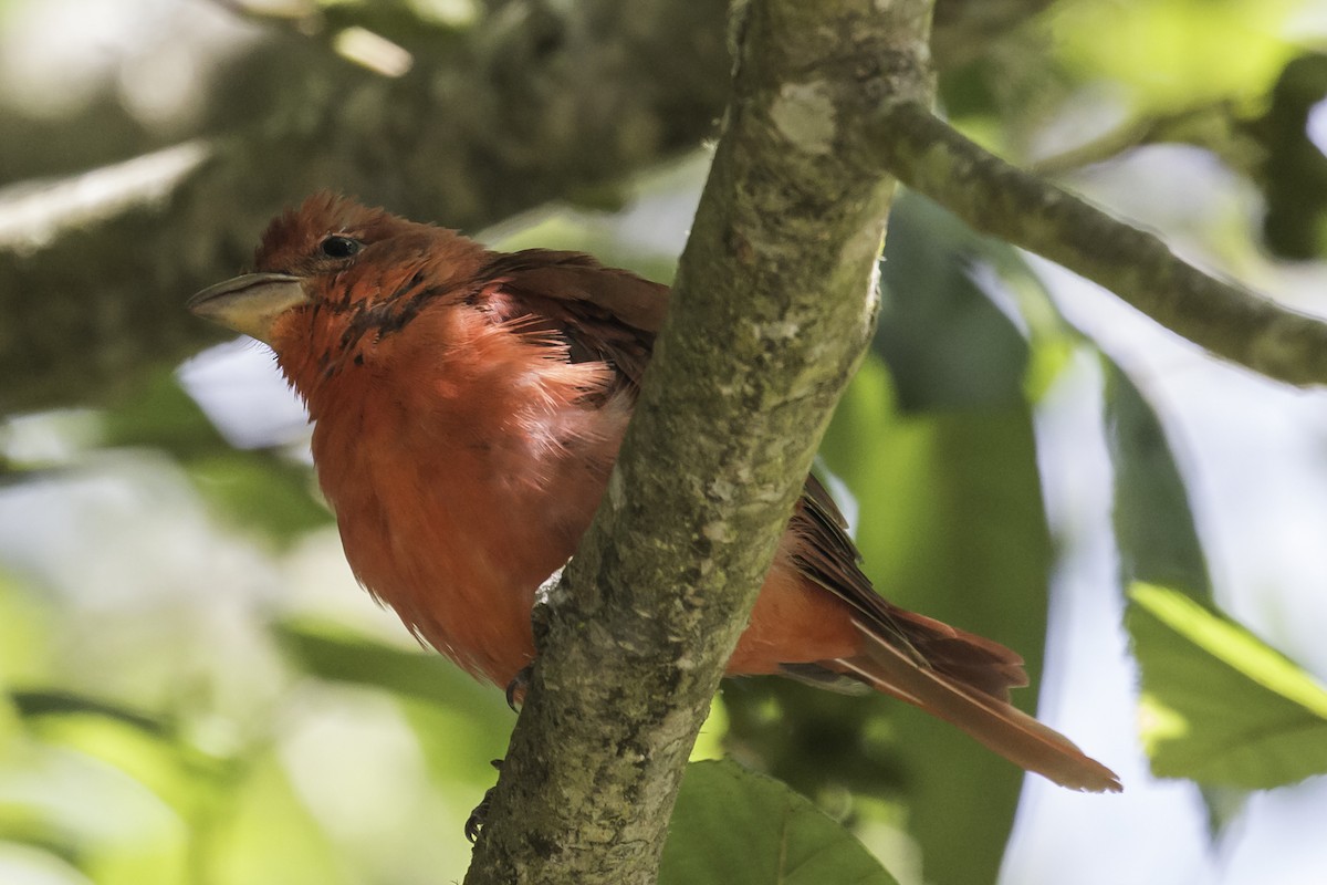 Summer Tanager - ML253895641