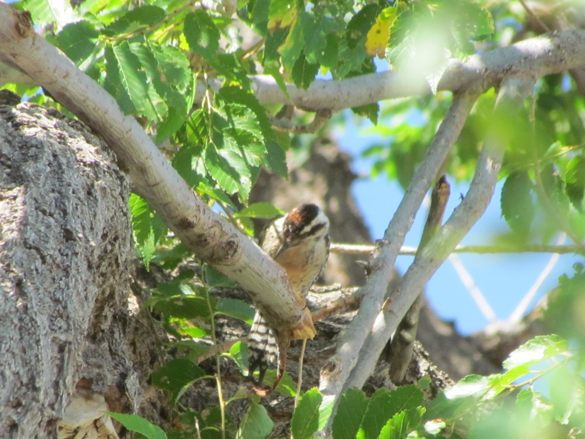 Ladder-backed Woodpecker - ML253896171