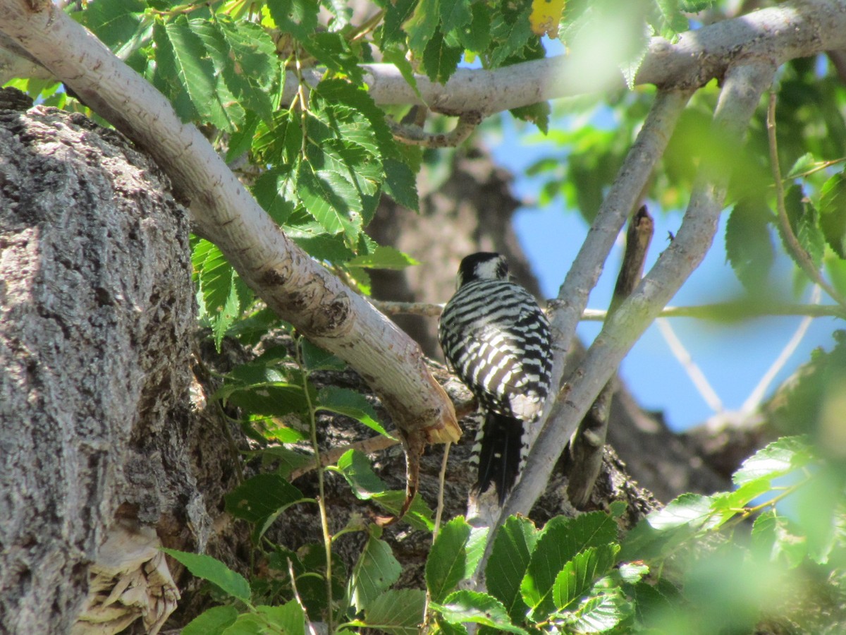 Ladder-backed Woodpecker - ML253896191