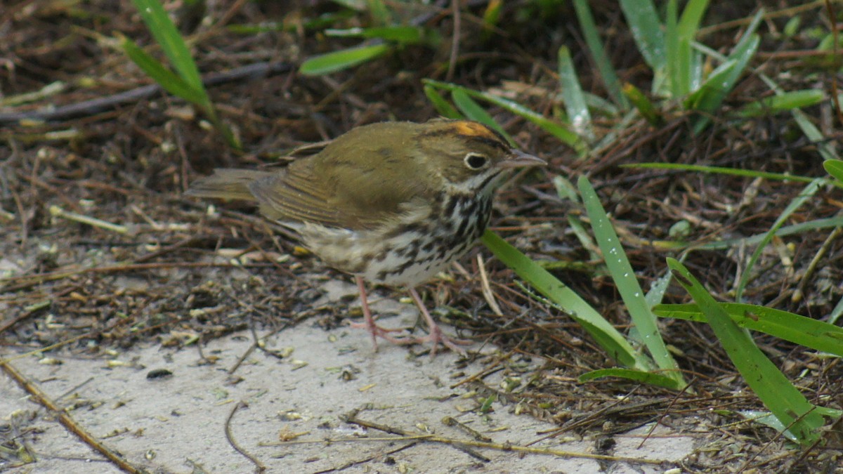 Ovenbird - ML25389631