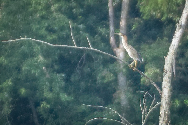 Green Heron - Rick Wilhoit