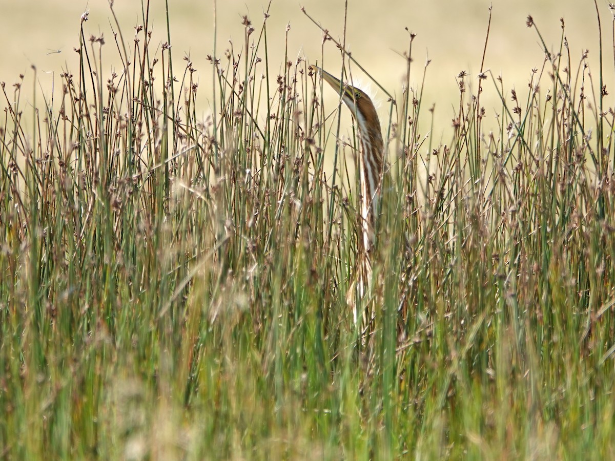 American Bittern - Liz Soria