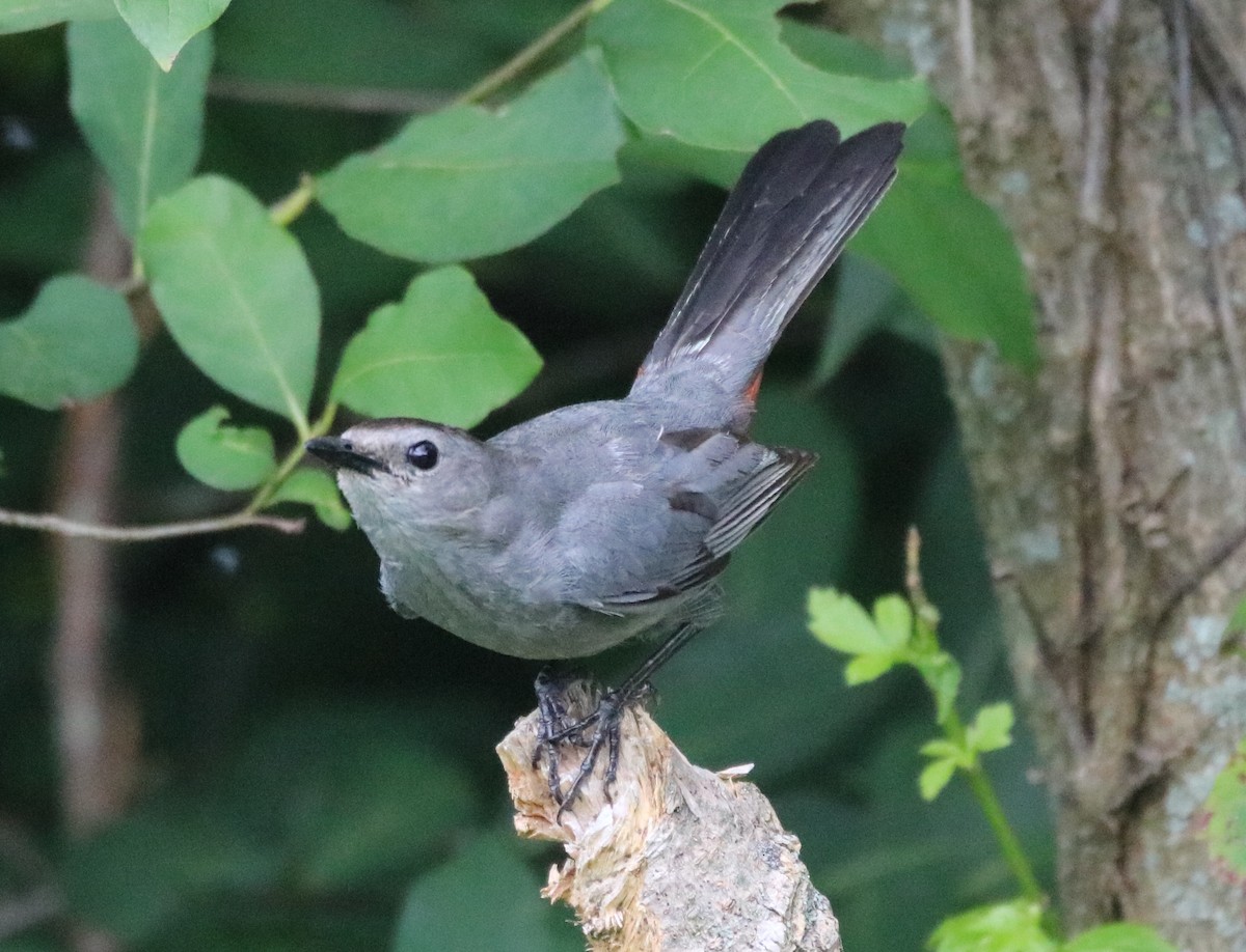 Gray Catbird - Kelly Krechmer