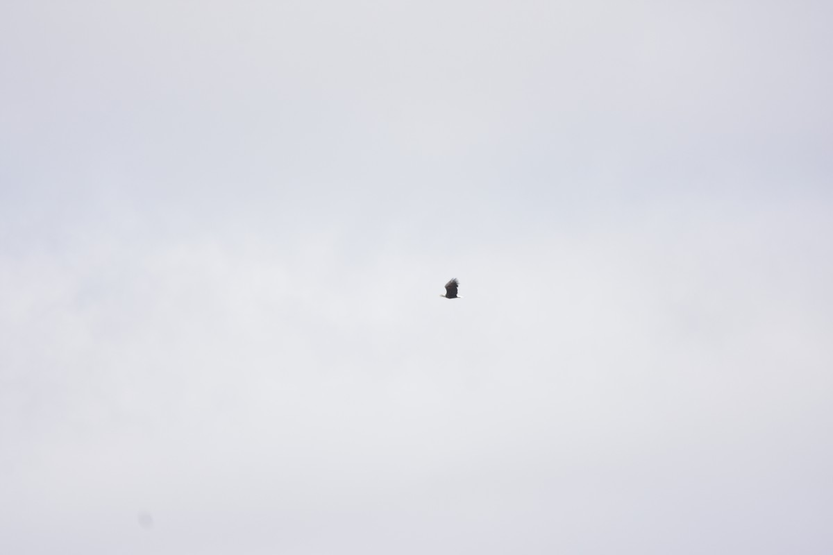 Белоголовый орлан - ML253898281