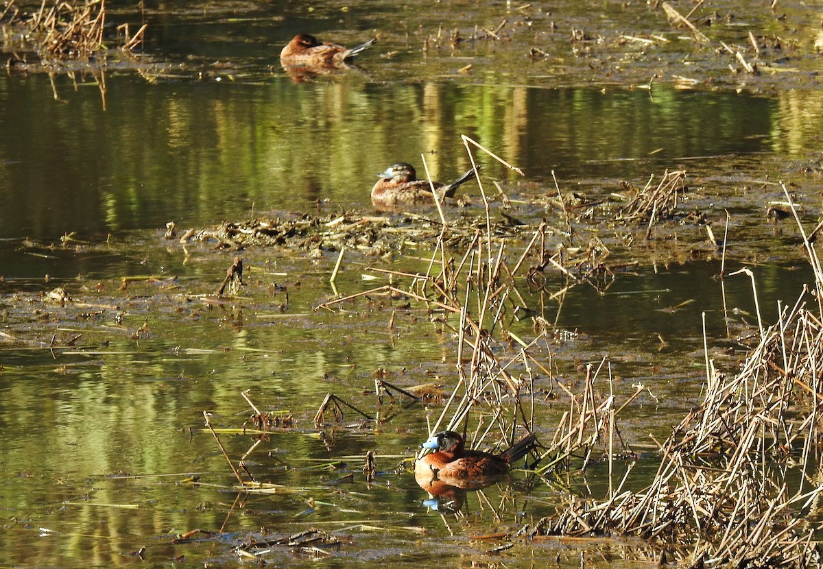 Masked Duck - ML253898371