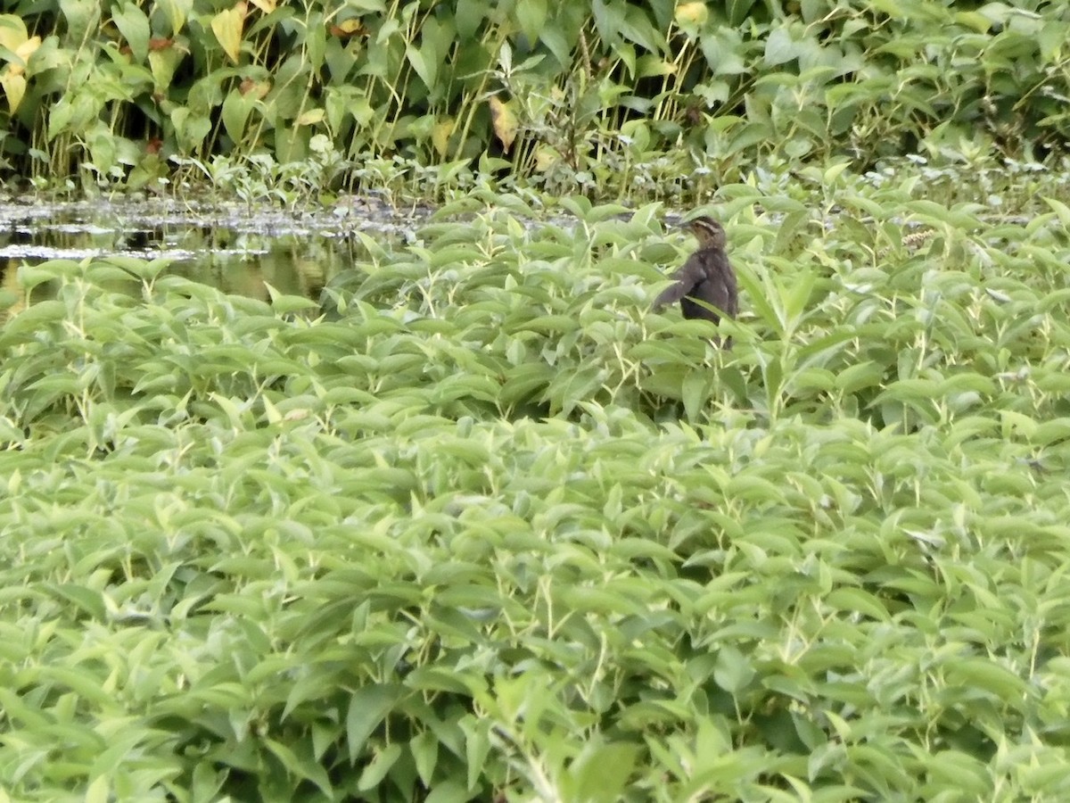 Red-winged Blackbird - ML253898451