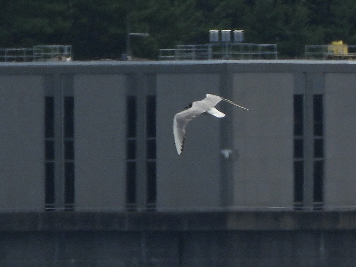 Bonaparte's Gull - ML253899021