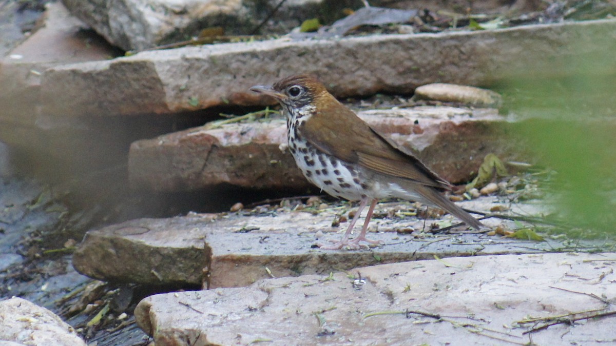 Wood Thrush - ML25389981