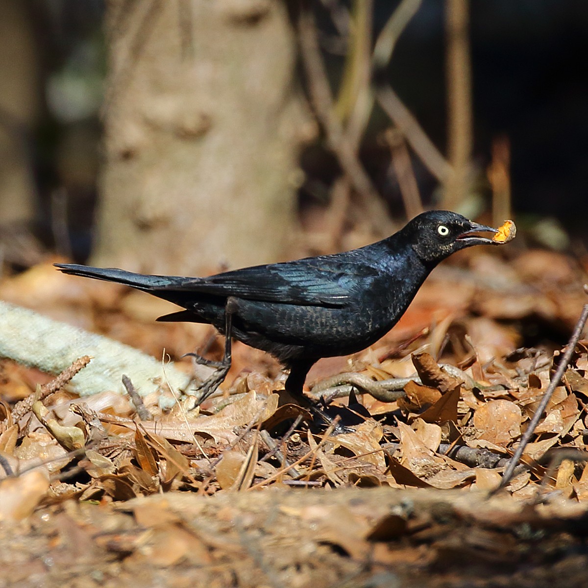 Rusty Blackbird - ML25389991