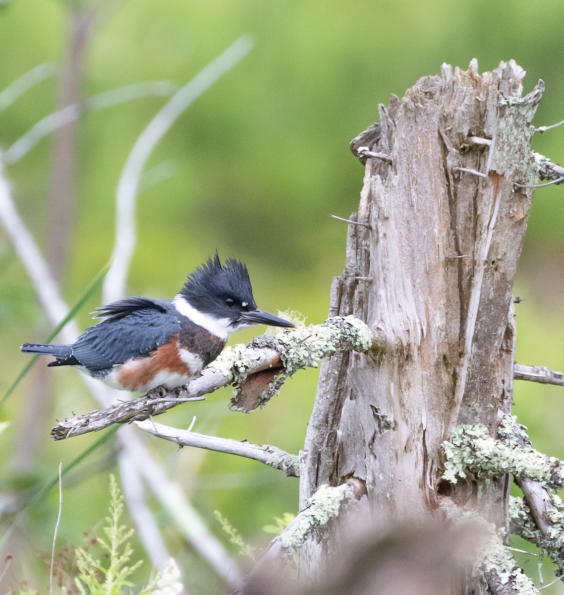 Belted Kingfisher - ML253900801