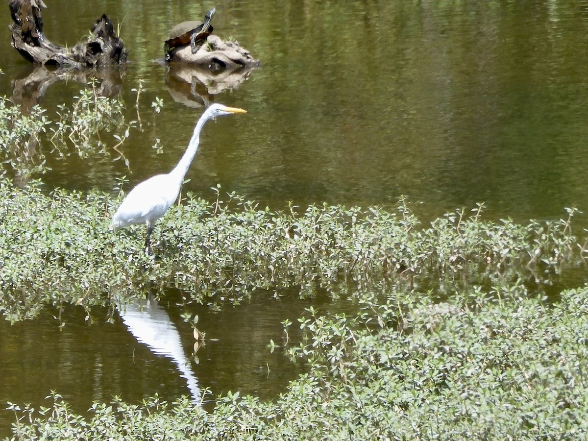 Great Egret - ML253900831