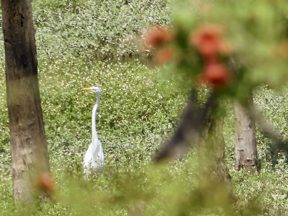 Great Egret - Fleeta Chauvigne