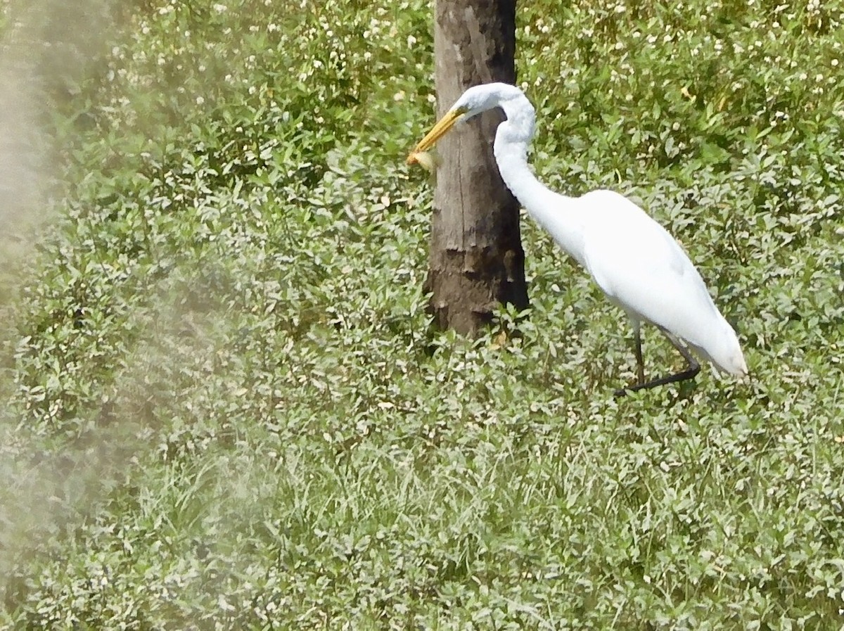 Great Egret - ML253900981