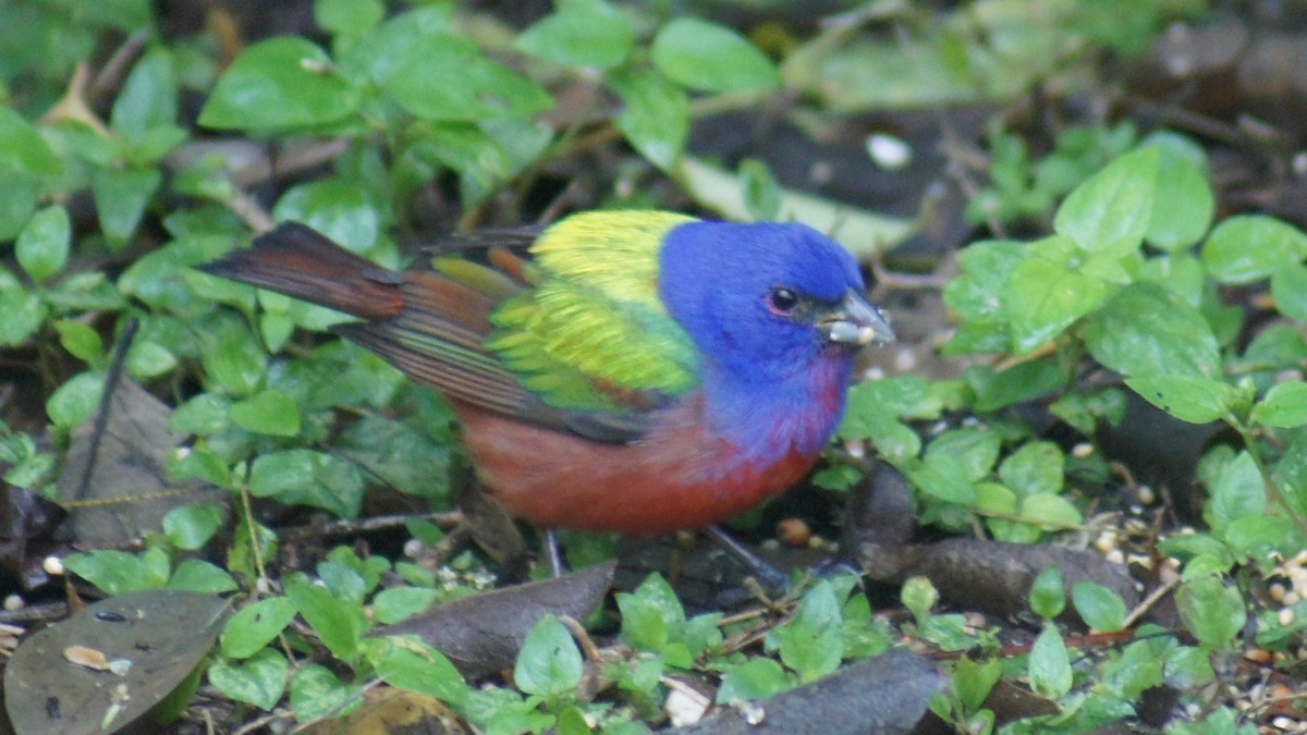 Painted Bunting - ML25390121