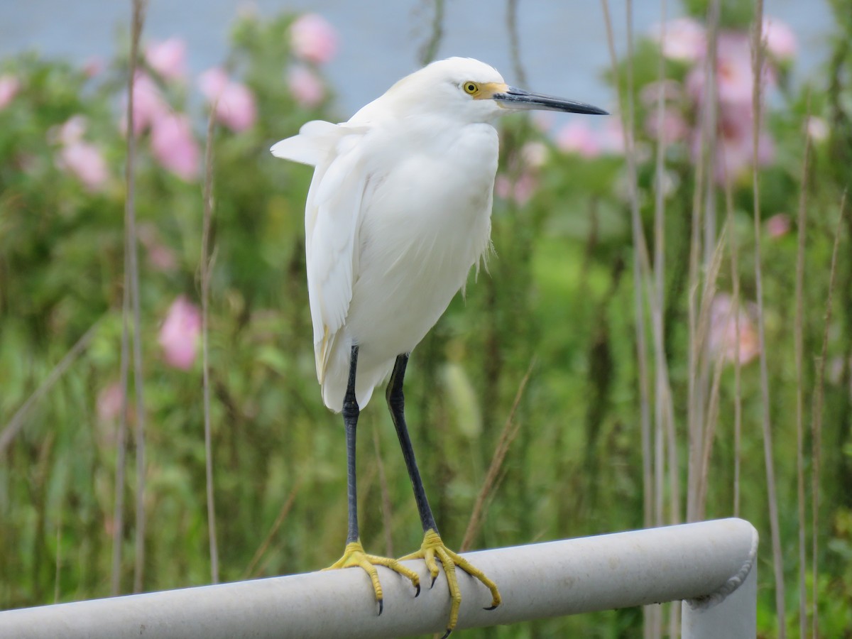 Snowy Egret - Keith Leonard