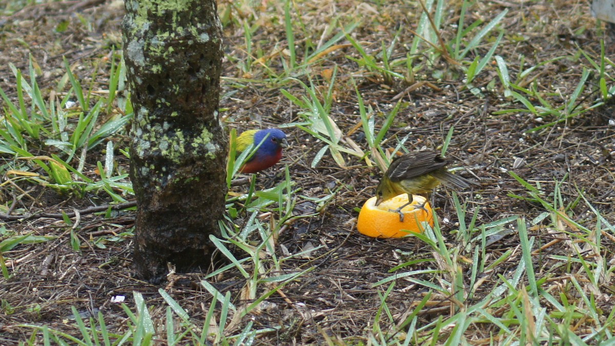 Painted Bunting - ML25390181