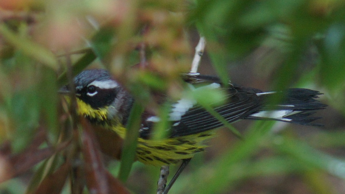 Magnolia Warbler - ML25390301