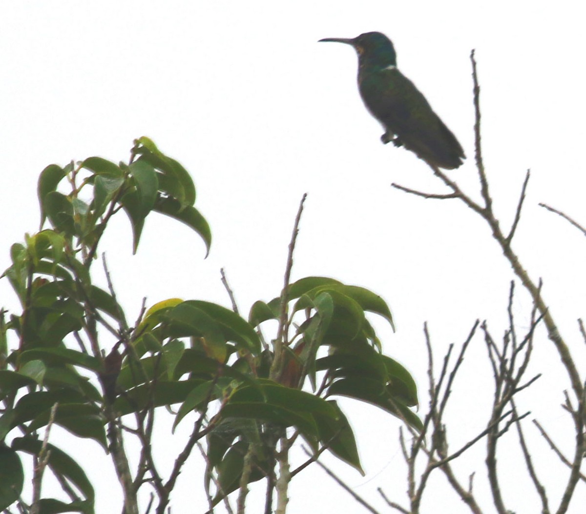 Colibrí Nuquiblanco - ML25390371