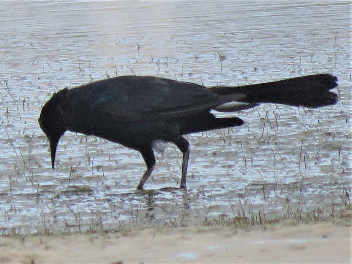 Boat-tailed Grackle - ML253904121