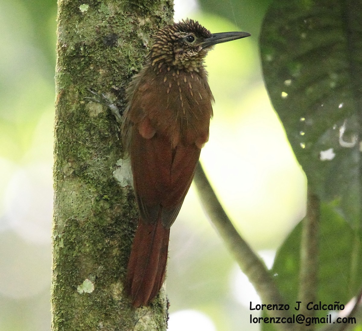 Cocoa Woodcreeper - Lorenzo Calcaño