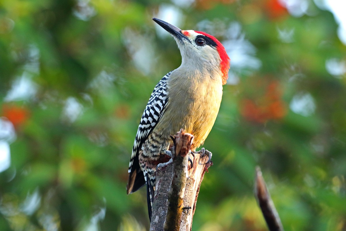 West Indian Woodpecker - Ricardo Guerra