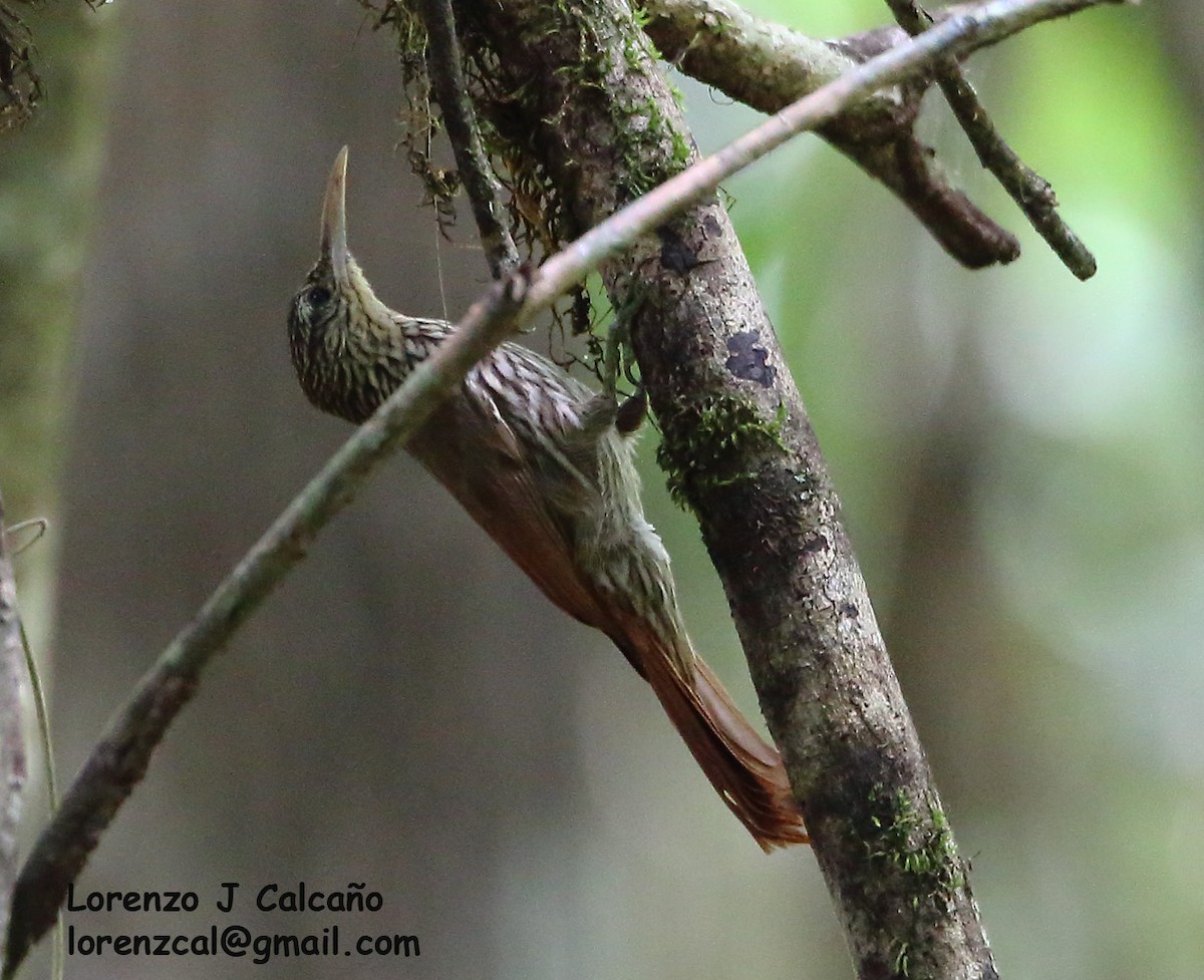 Cocoa Woodcreeper - ML253906421