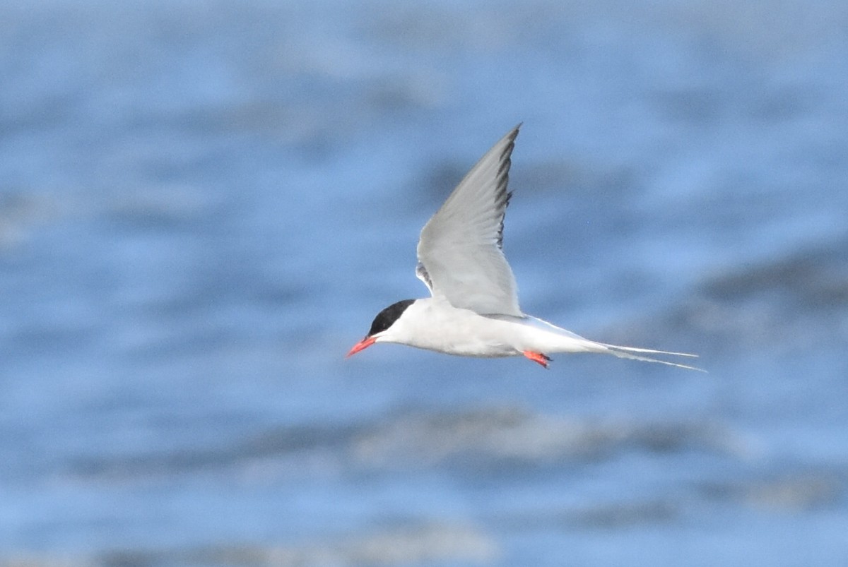 Arctic Tern - ML253907801