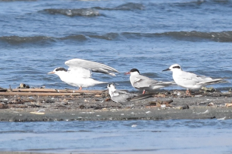 Arctic Tern - ML253908041