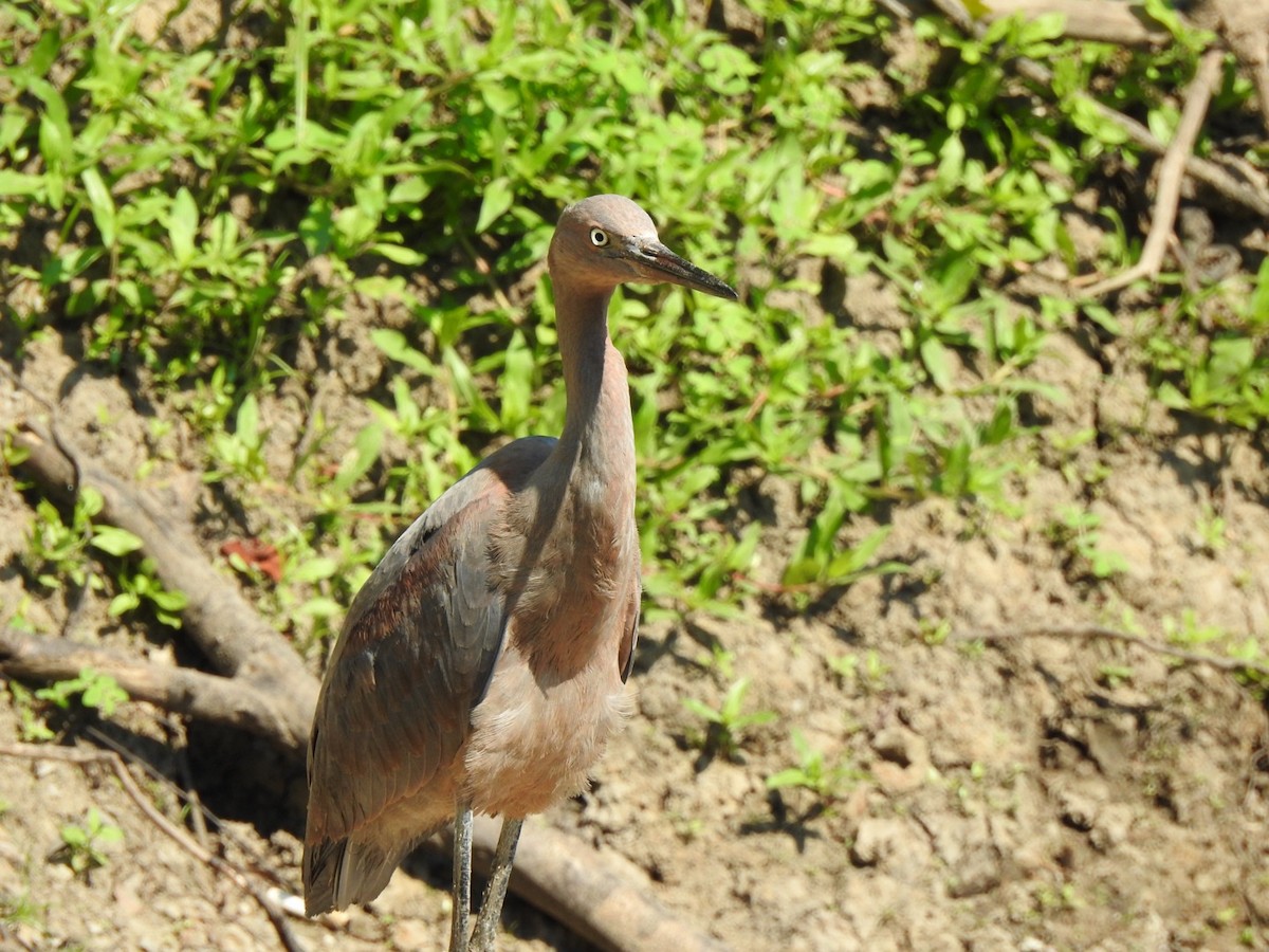 Reddish Egret - Jim Valenzuela