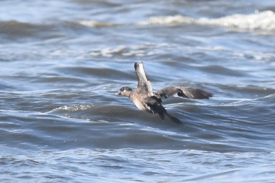 Surf Scoter - ML253908341