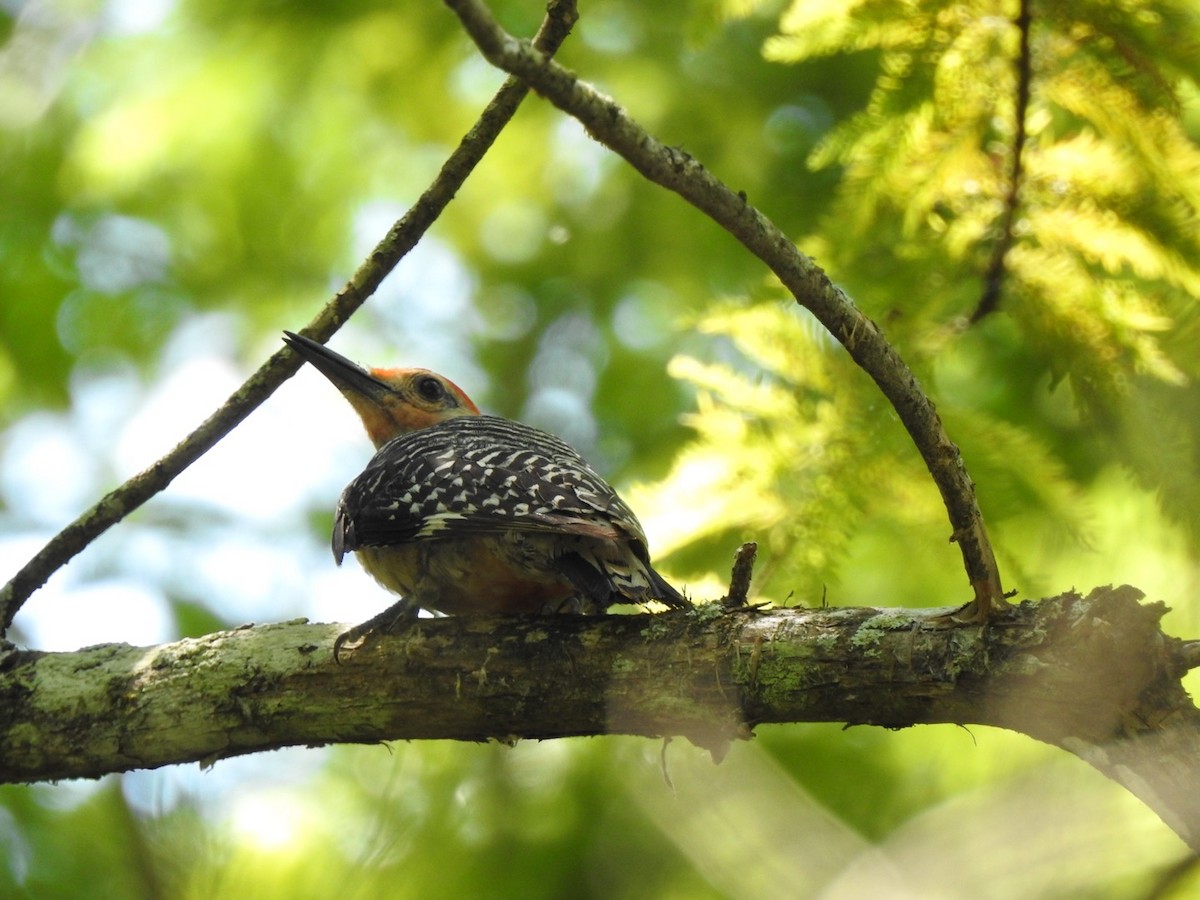 Red-bellied Woodpecker - ML253908371