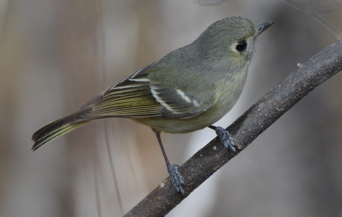 Ruby-crowned Kinglet - Chris Rohrer