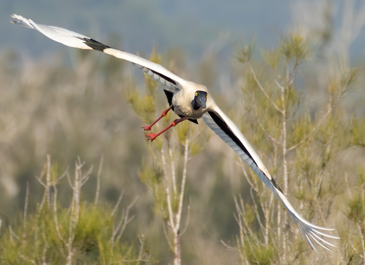 Black-necked Stork - ML253909001