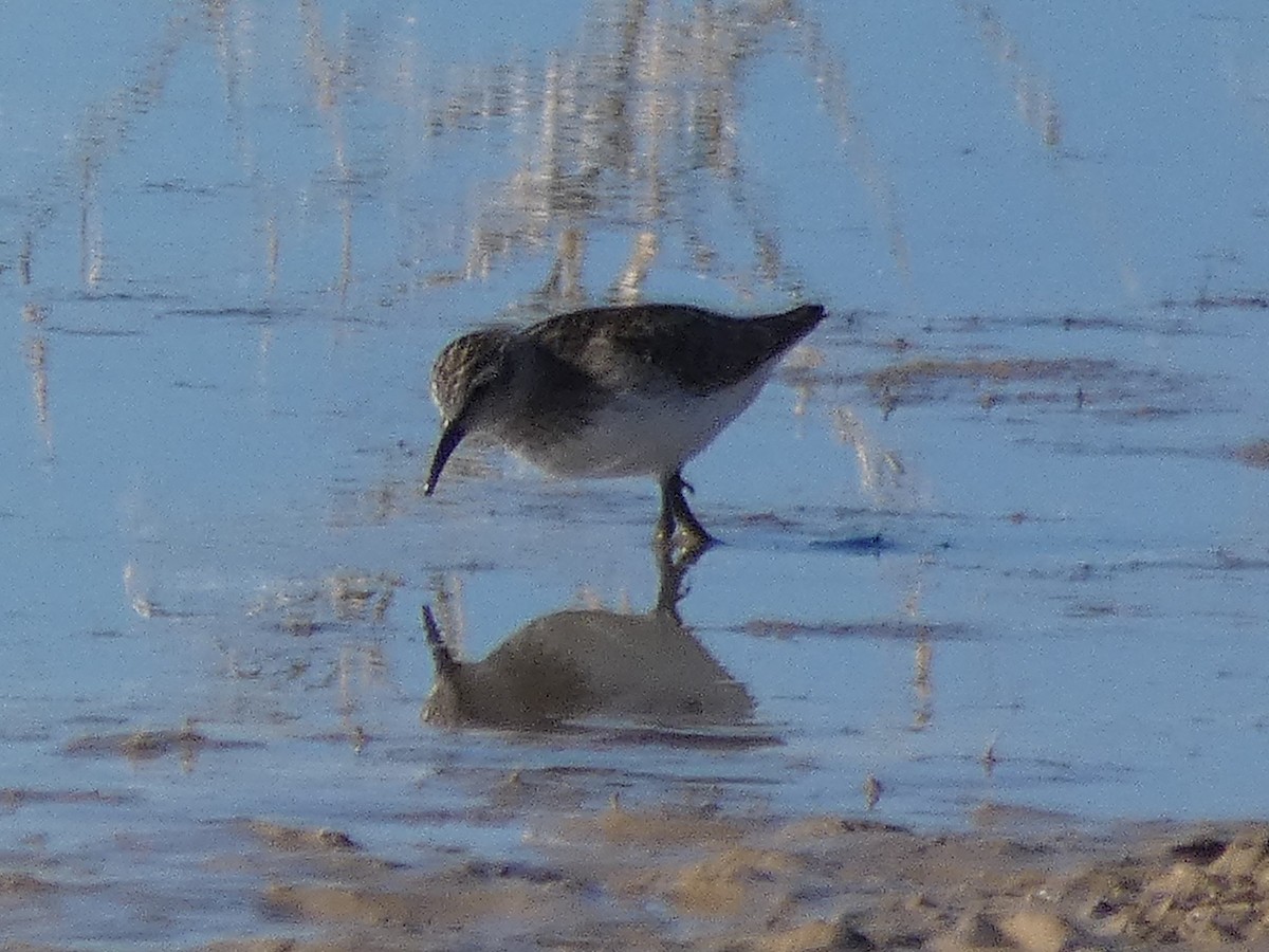 Wiesenstrandläufer - ML253909111