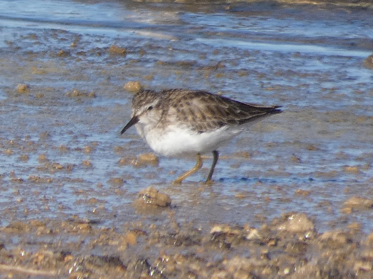 Wiesenstrandläufer - ML253909141