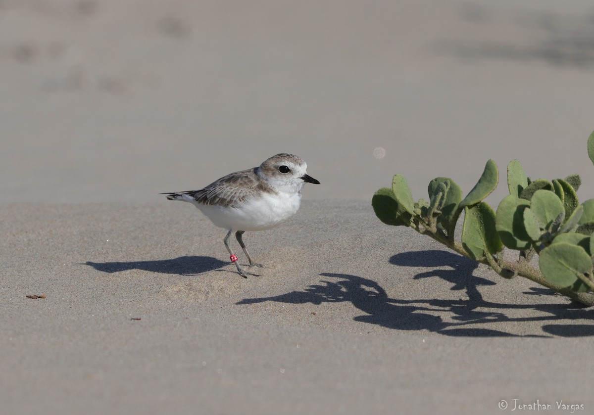 Snowy Plover - ML253909511