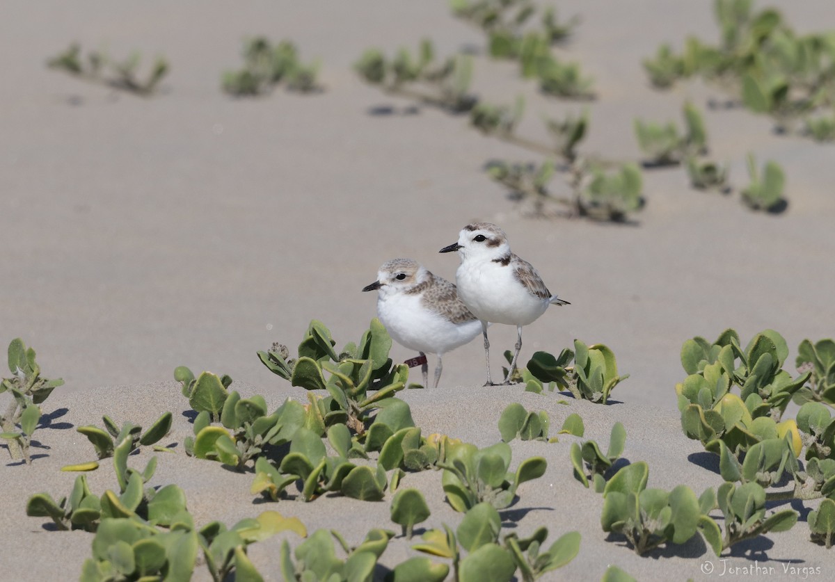 Snowy Plover - ML253909521