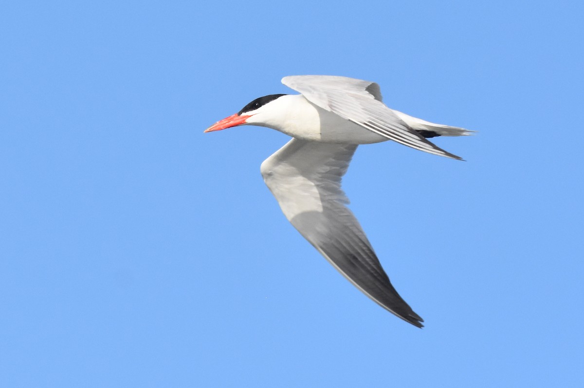 Caspian Tern - ML253909871