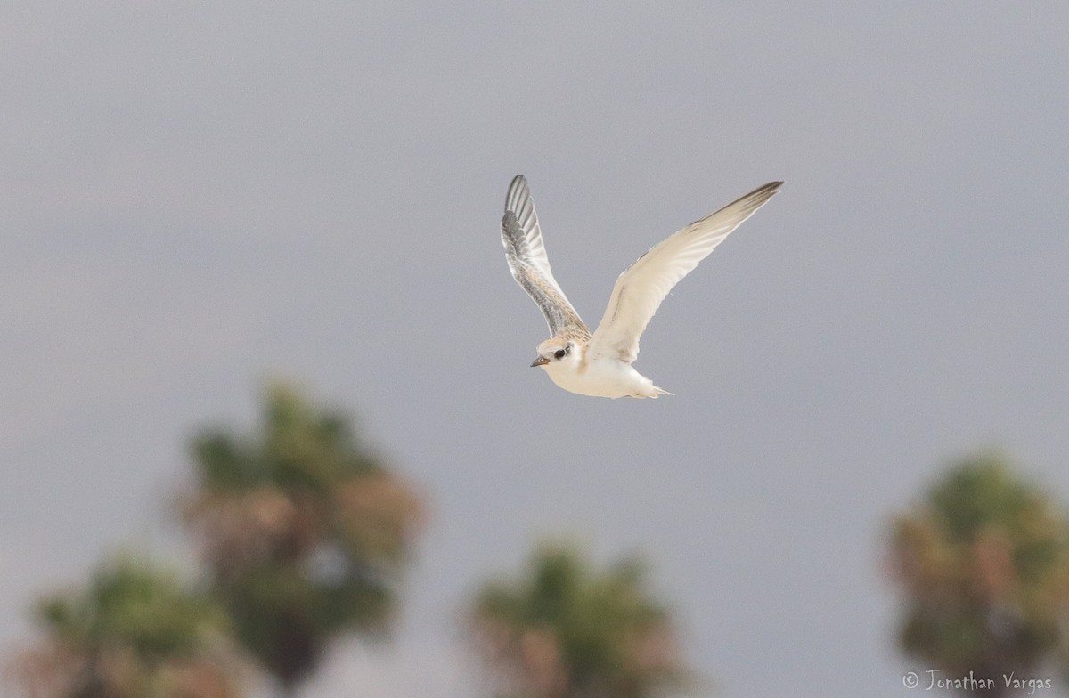 Least Tern - ML253910311