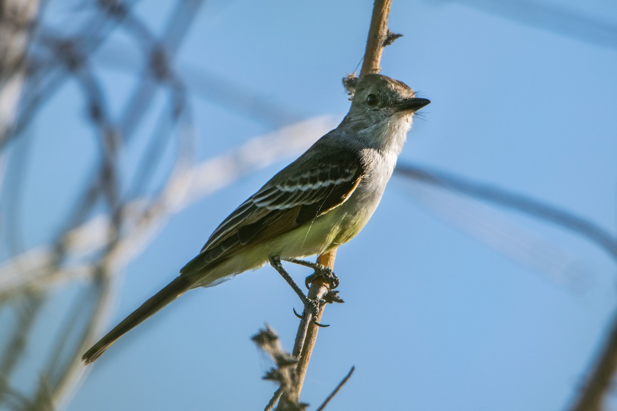 blektyrann - ML253910461