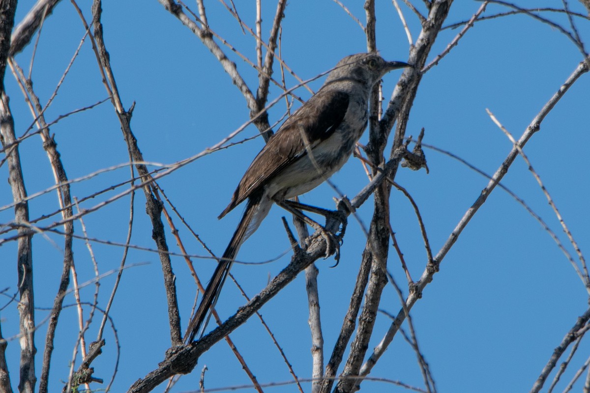Sage Thrasher - ML253910681