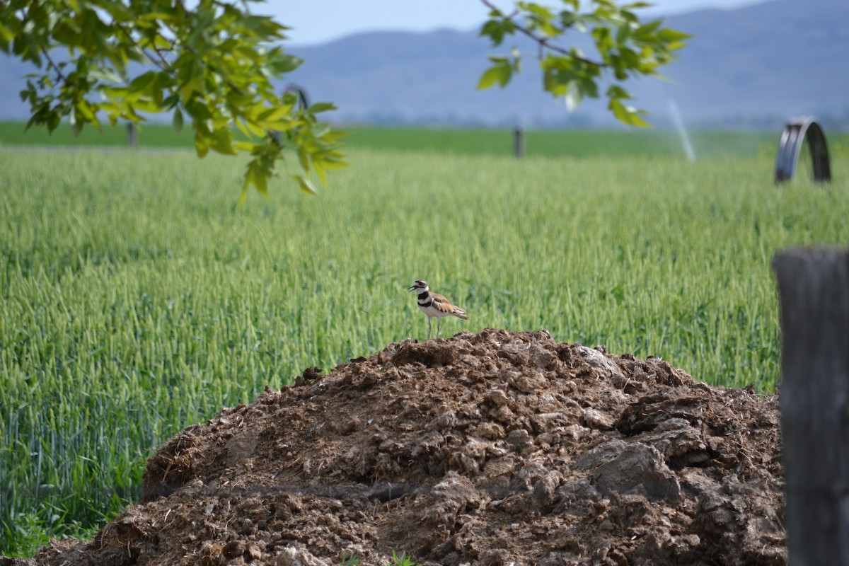 Killdeer - ML253912301