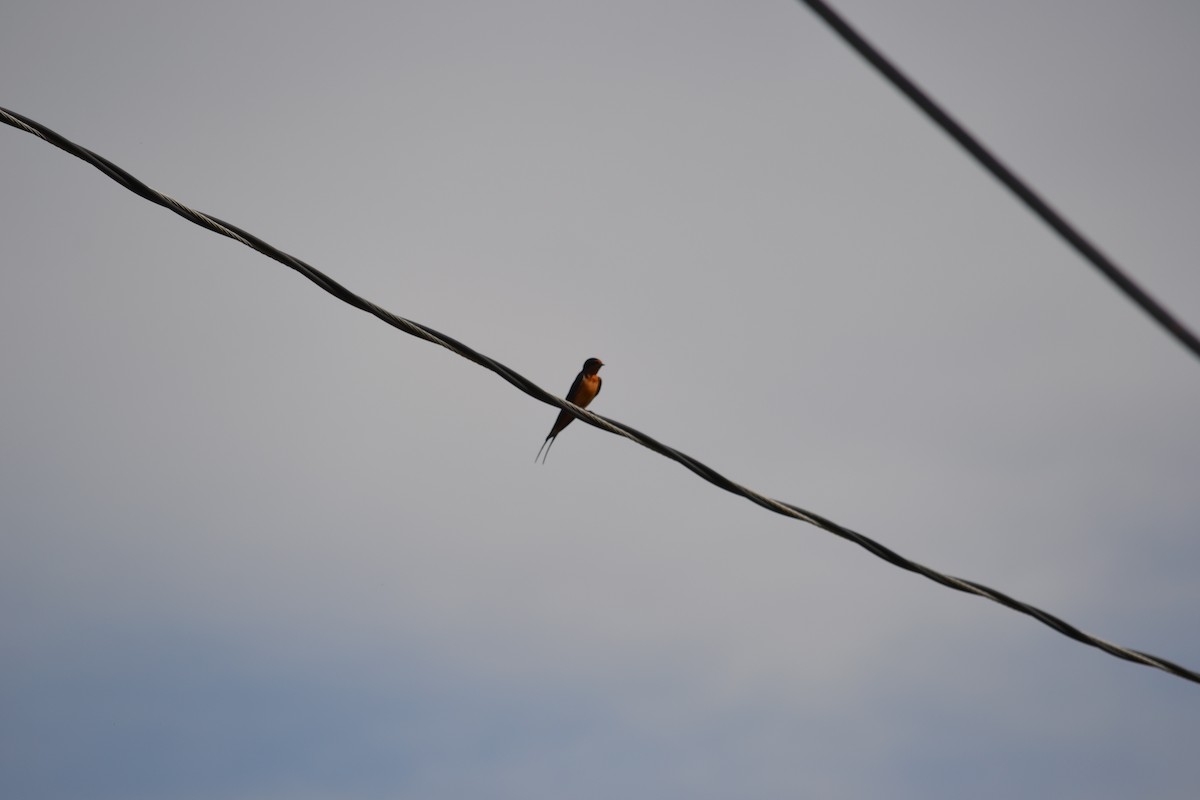 Barn Swallow - ML253913391