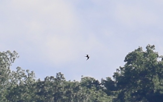 Sooty Tern - Andrew Eppedio