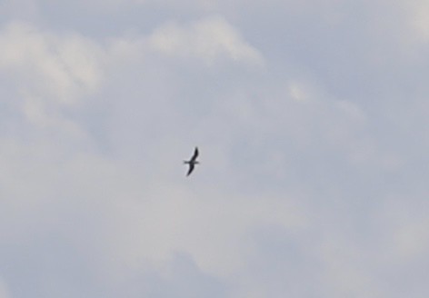 Sooty Tern - Andrew Eppedio