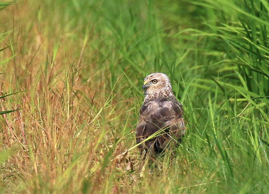 Pied Harrier - ML253915121