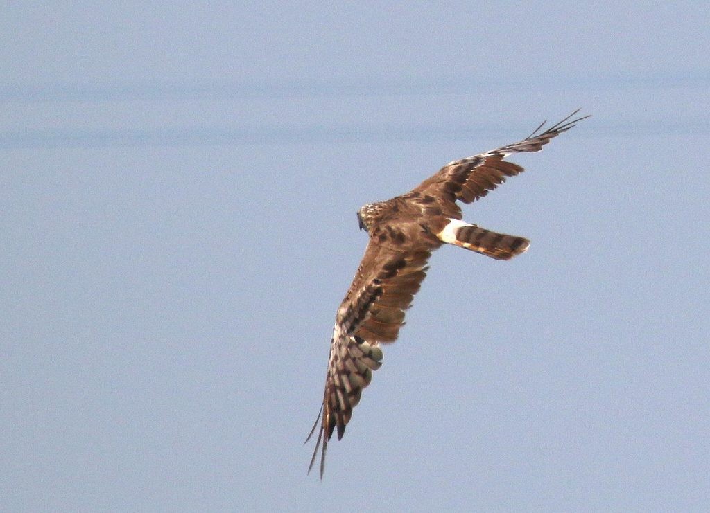 Pied Harrier - Masayuki Shimada (Japan-Birding)