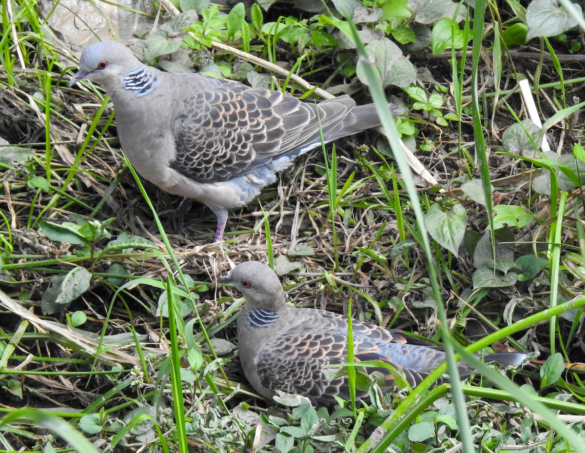 Дорнын хүүрзгэнэ - ML253918371